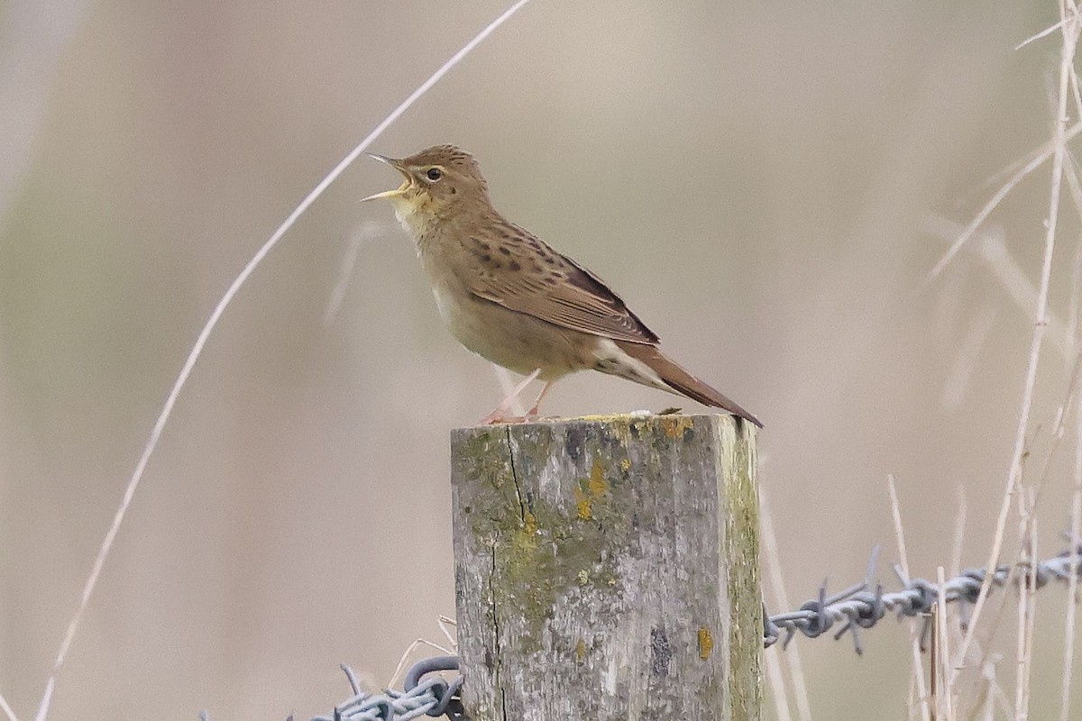 Common Grasshopper Warbler - Stephen Chinnery