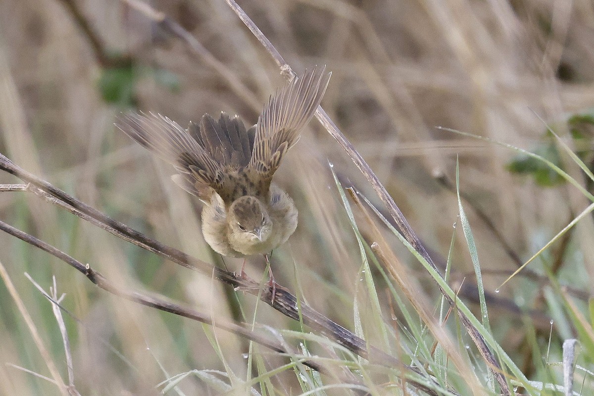 Common Grasshopper Warbler - Stephen Chinnery