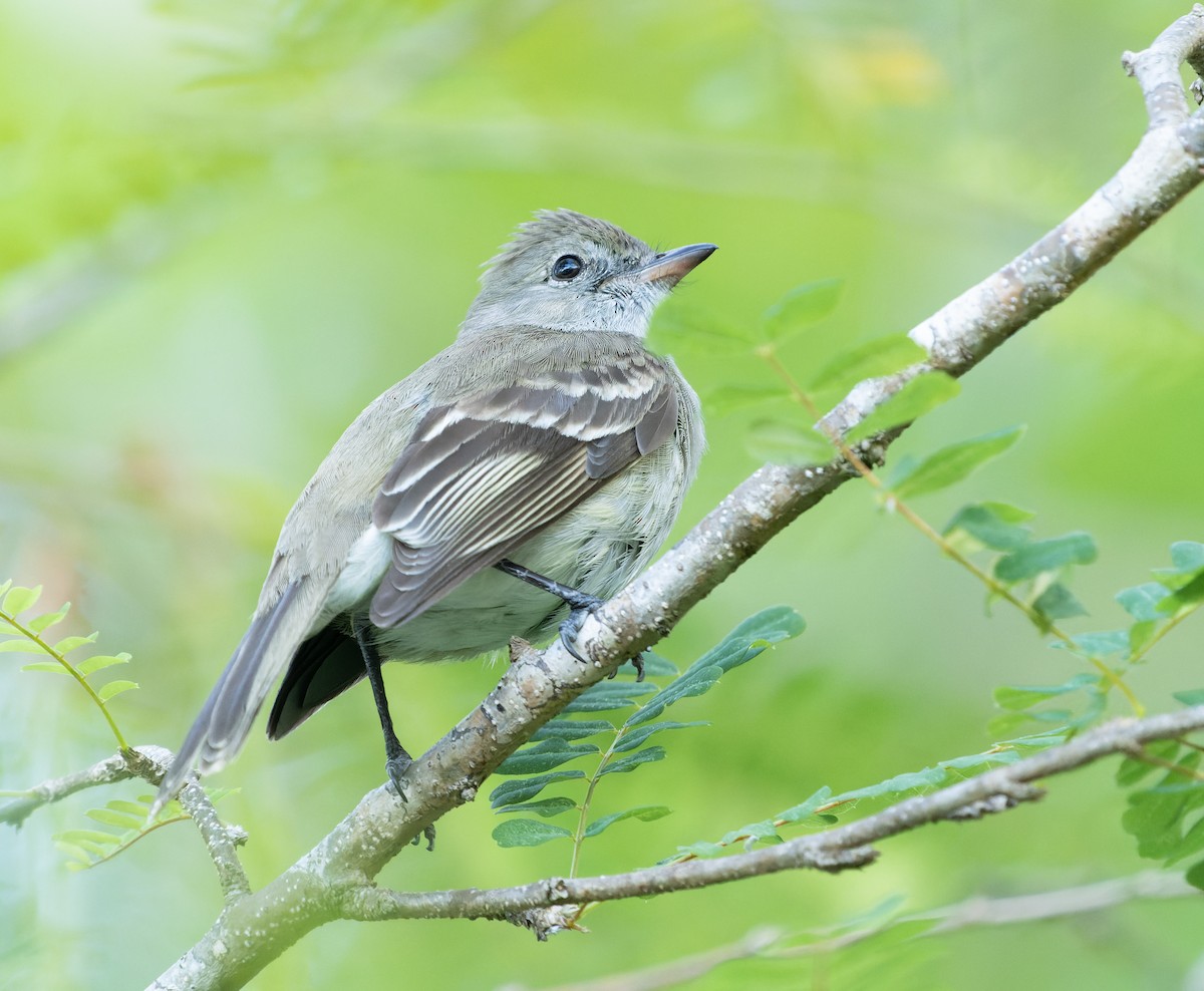 Caribbean Elaenia (Caribbean) - ML563528811