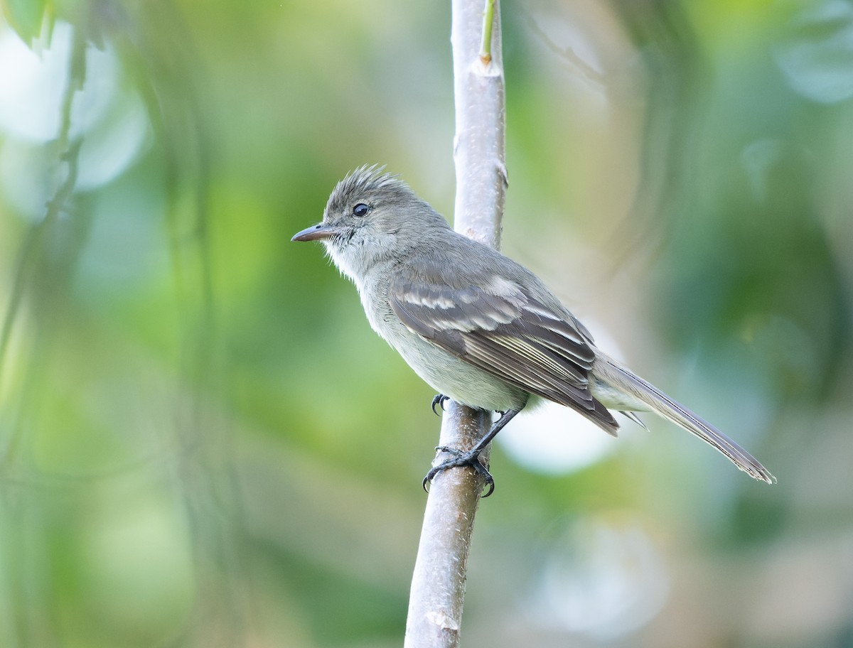 Caribbean Elaenia (Caribbean) - Simon Colenutt