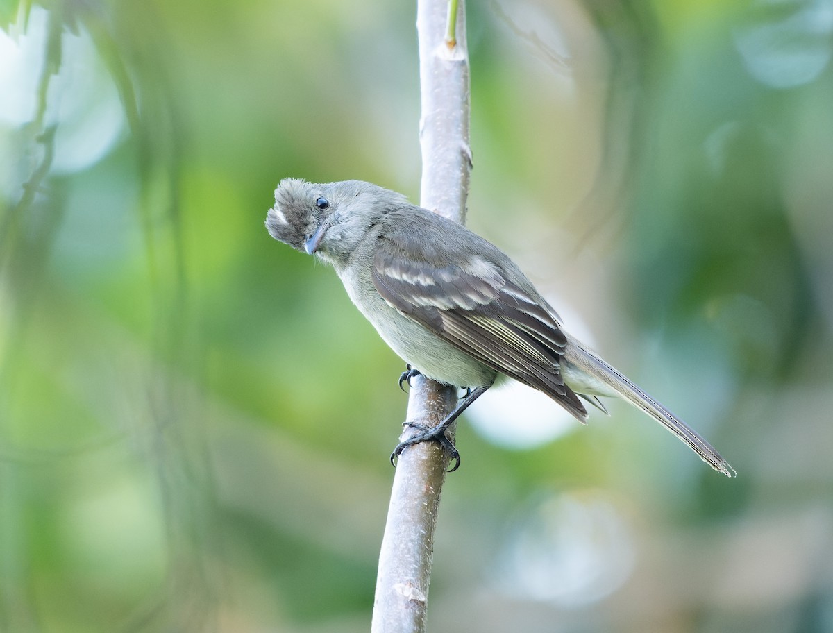 Caribbean Elaenia (Caribbean) - Simon Colenutt