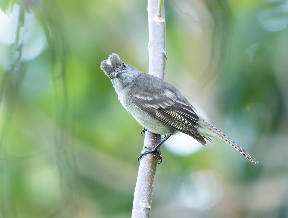 Caribbean Elaenia (Caribbean) - Simon Colenutt