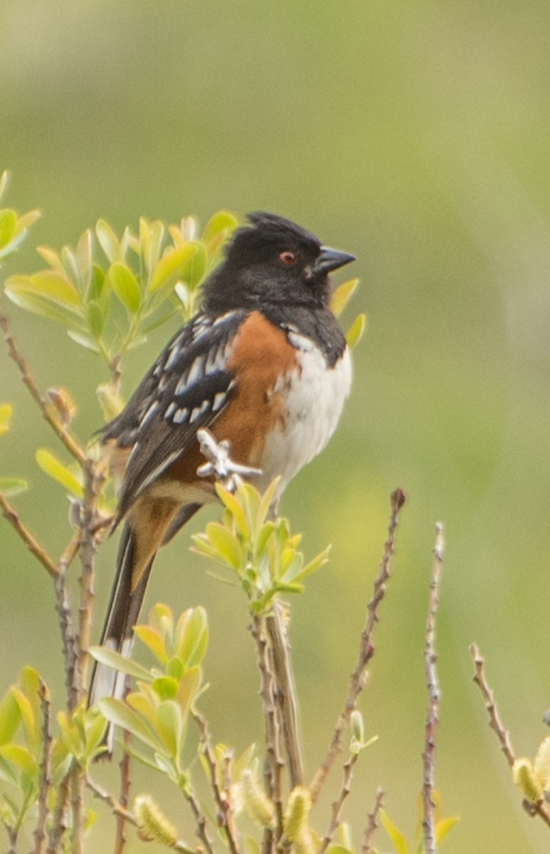 Spotted Towhee - Libby Burtner