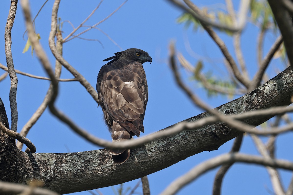 Changeable Hawk-Eagle - ML563529981