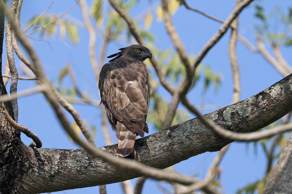 Changeable Hawk-Eagle - ML563529991