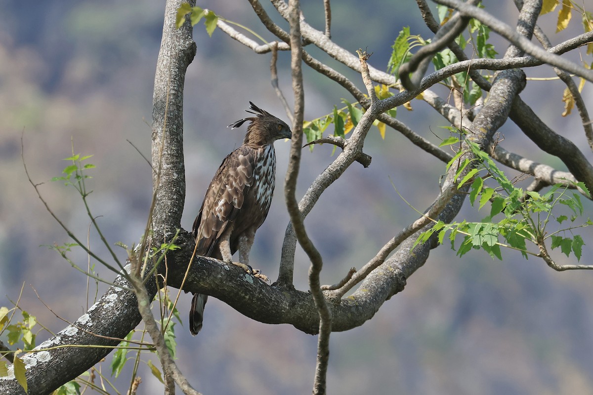 Changeable Hawk-Eagle - ML563530001