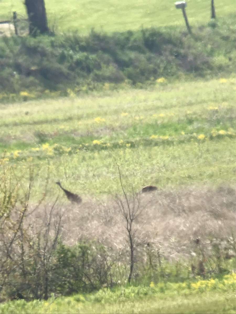 Sandhill Crane - ML563530041