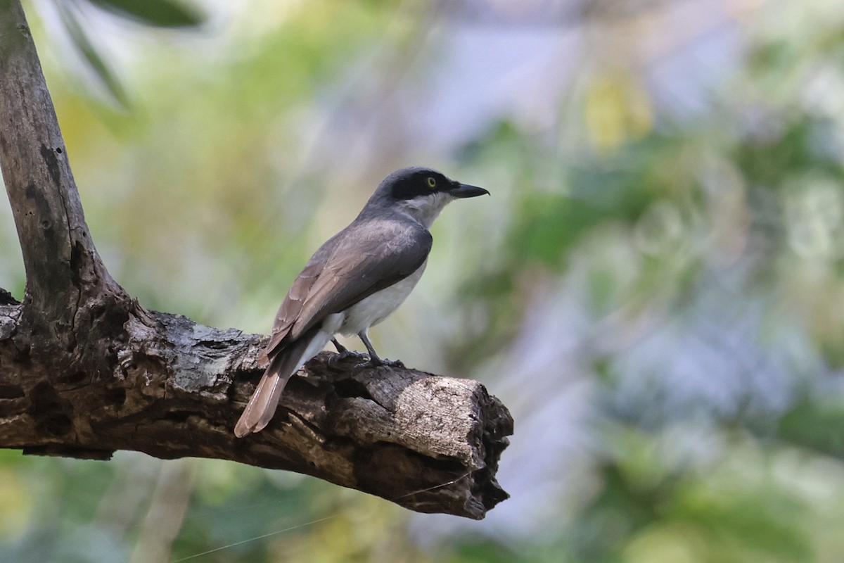 Malabar Woodshrike - Charley Hesse TROPICAL BIRDING