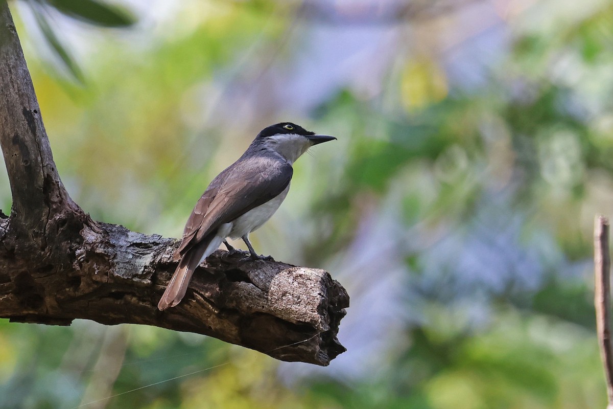 Malabar Woodshrike - Charley Hesse TROPICAL BIRDING