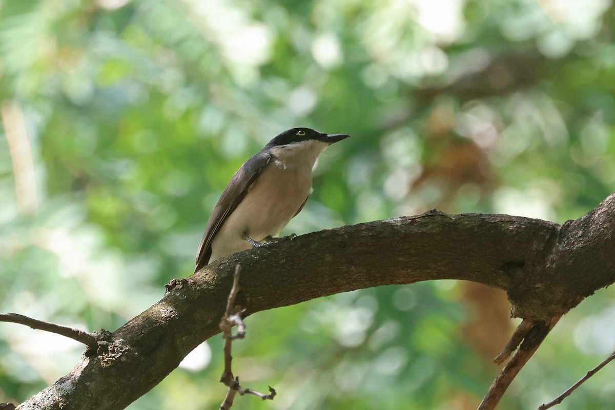 Malabar Woodshrike - Charley Hesse TROPICAL BIRDING