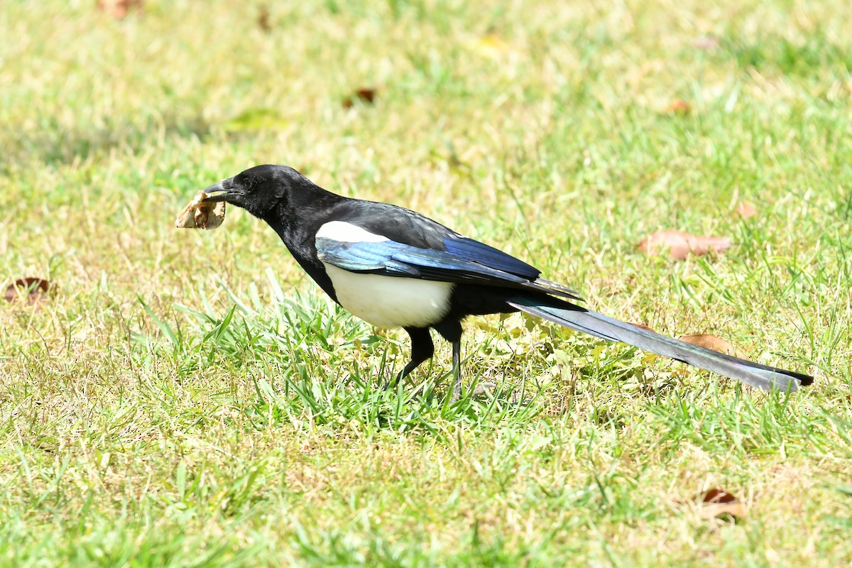 Oriental Magpie - ML563530821