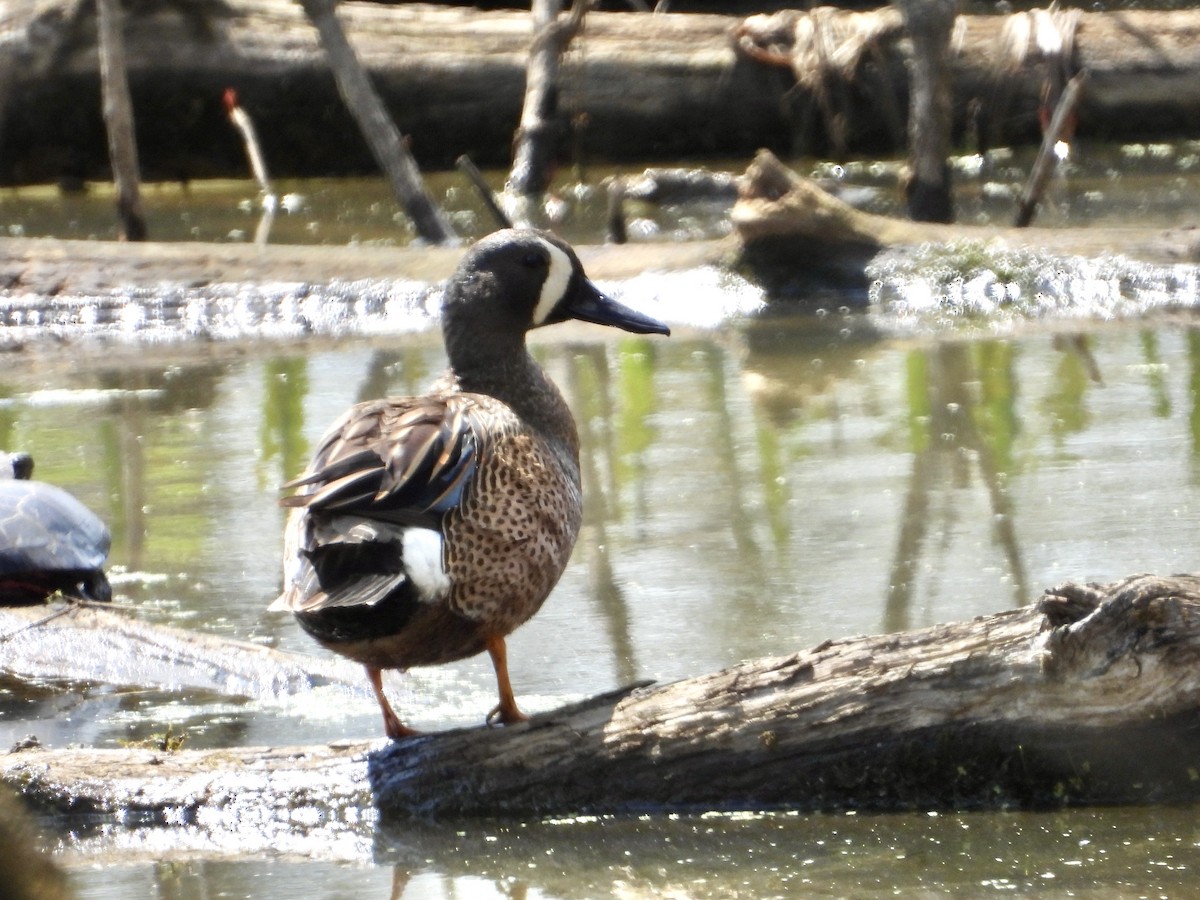 Blue-winged Teal - ML563530951