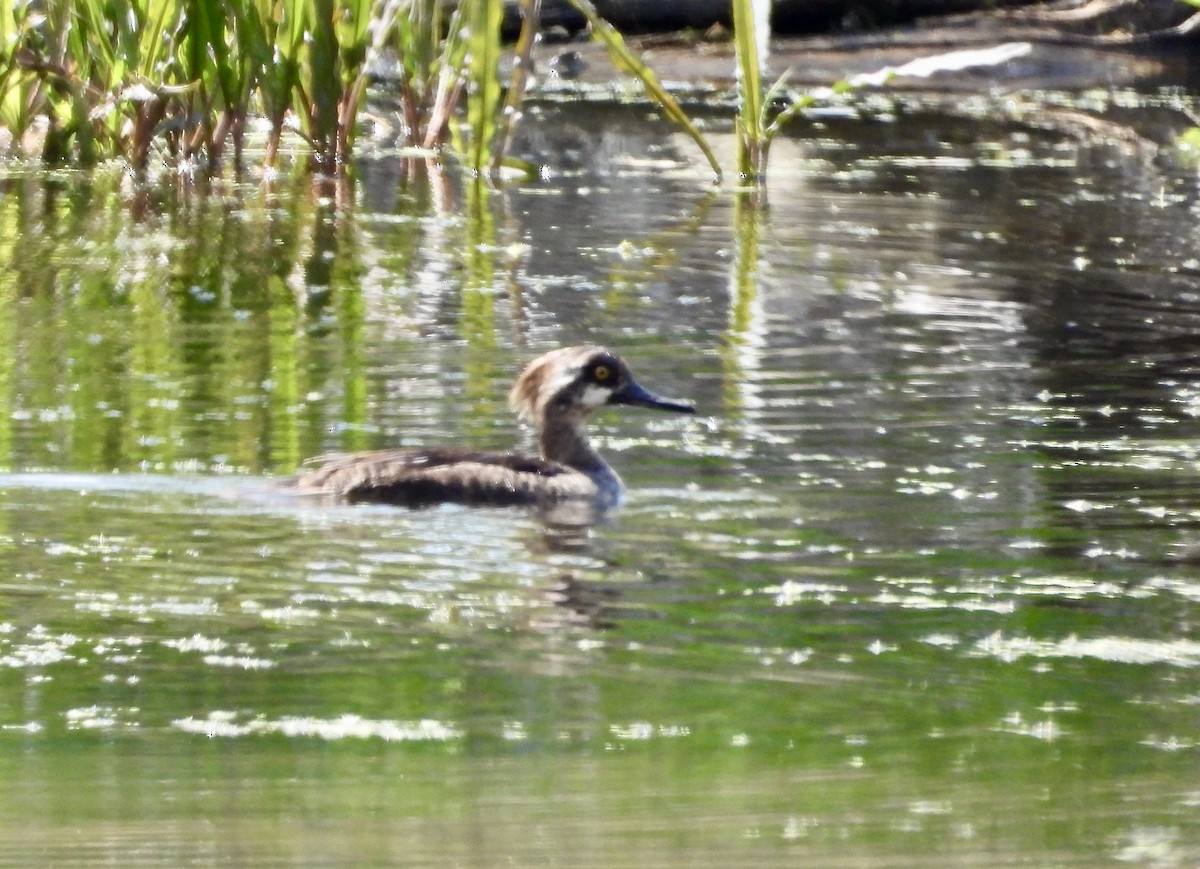 Hooded Merganser - ML563531041