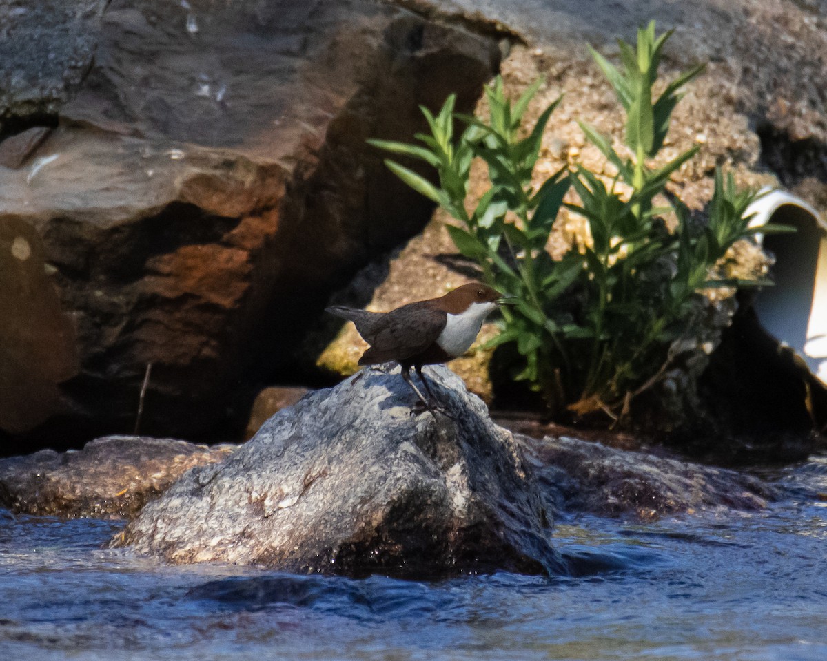 White-throated Dipper - ML563531091