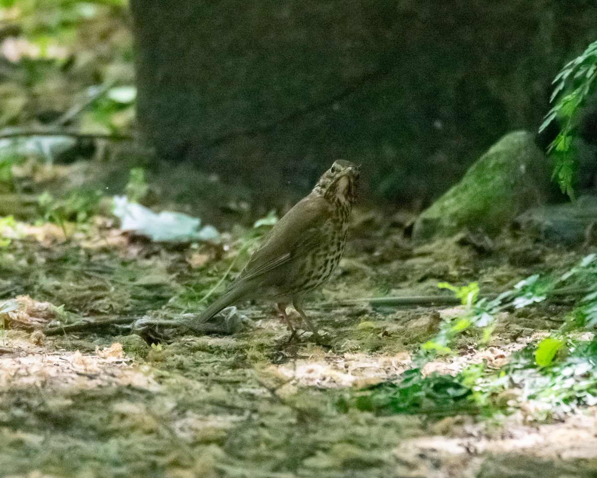 Song Thrush - ML563531171