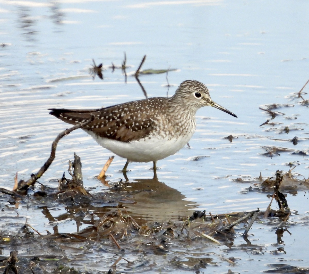 Solitary Sandpiper - ML563531191