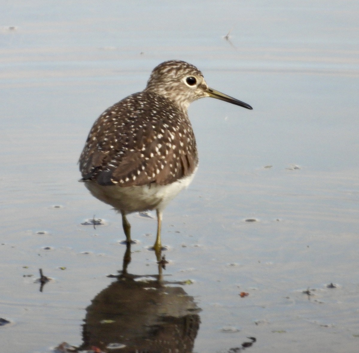 Solitary Sandpiper - ML563531201