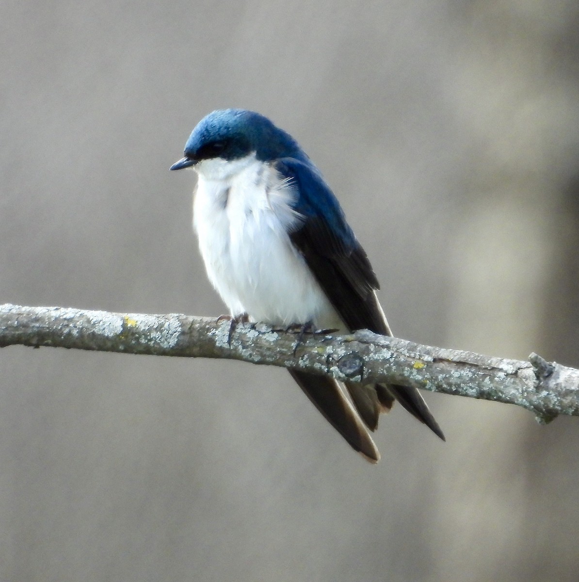 Tree Swallow - ML563531251