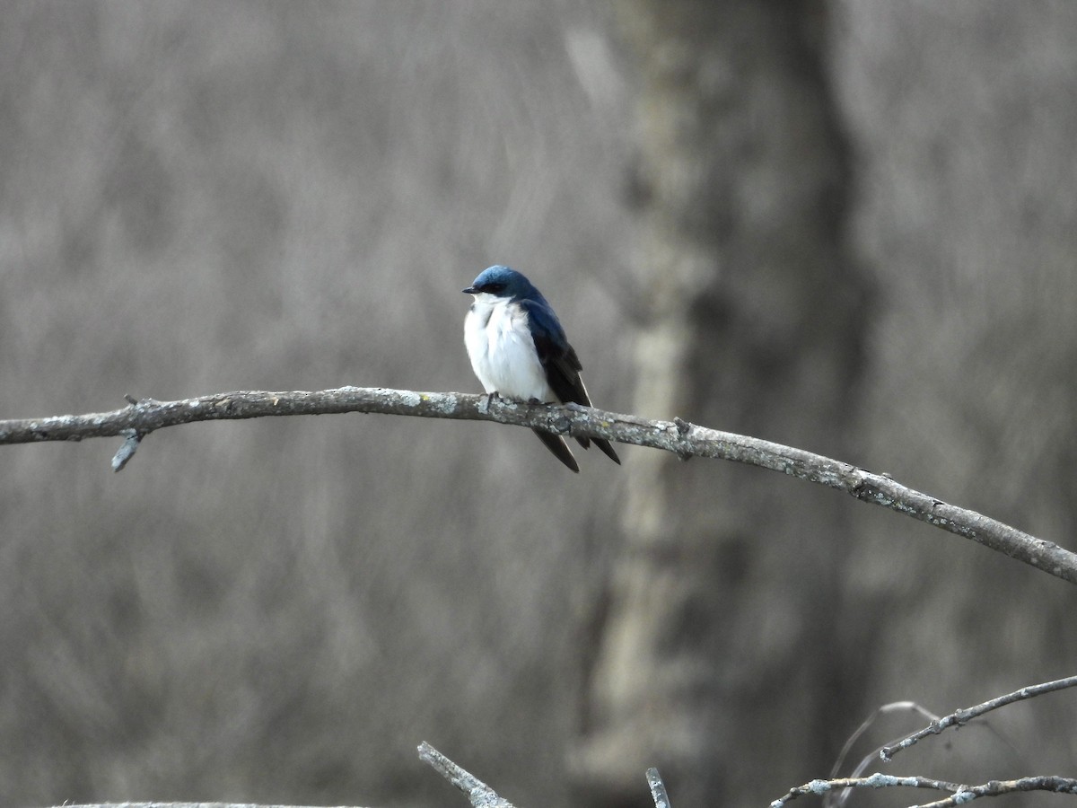 Tree Swallow - ML563531551