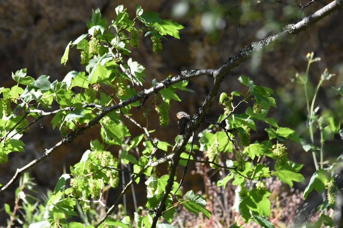 European Robin - ML563531591