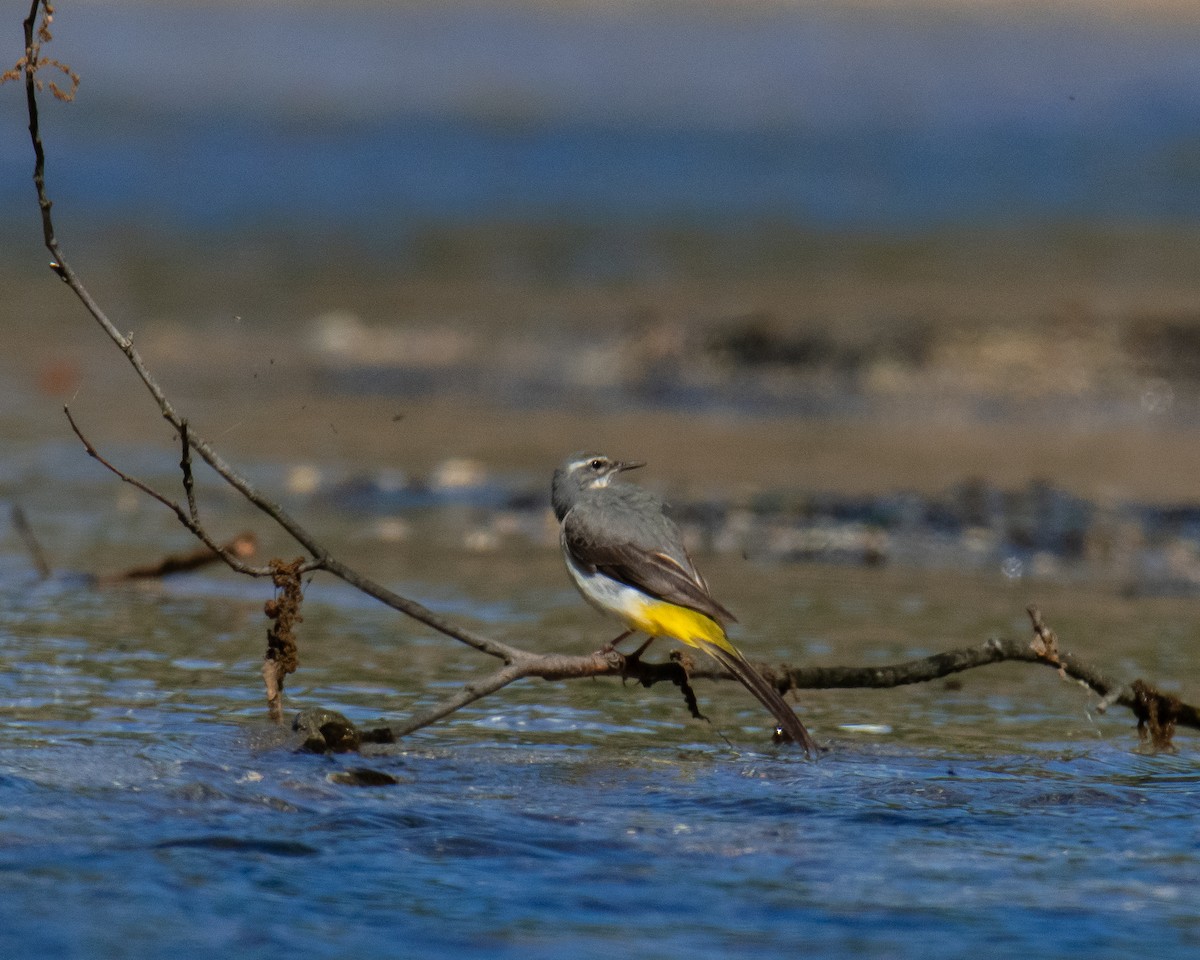 Gray Wagtail - ML563531711