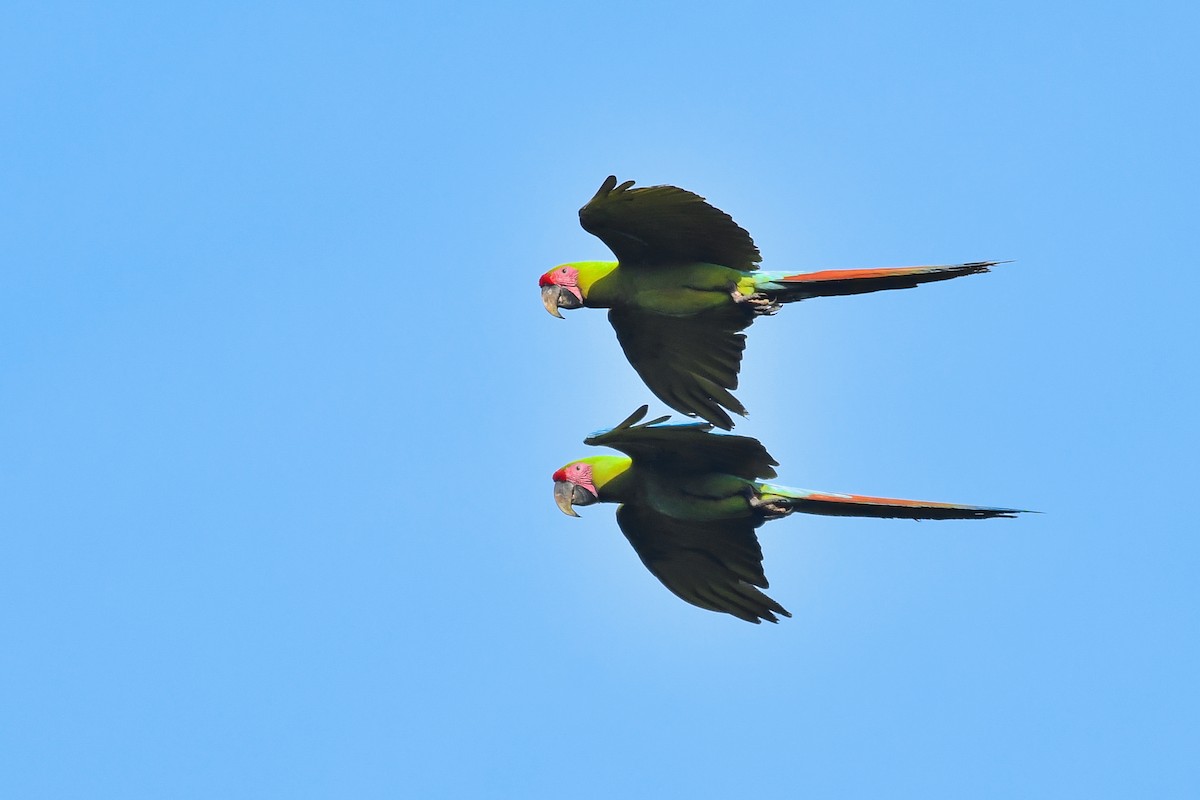 Great Green Macaw - ML563531841