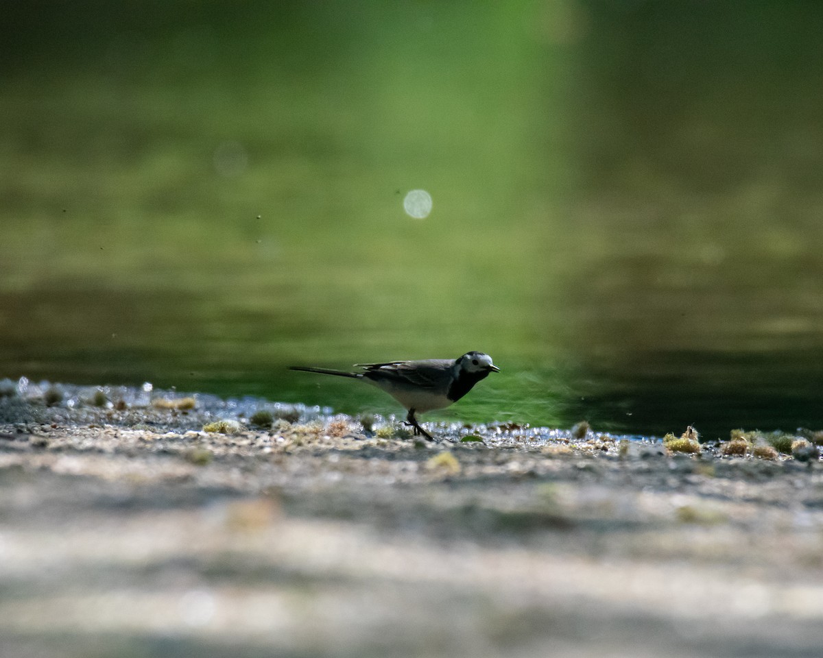 White Wagtail (White-faced) - ML563531861