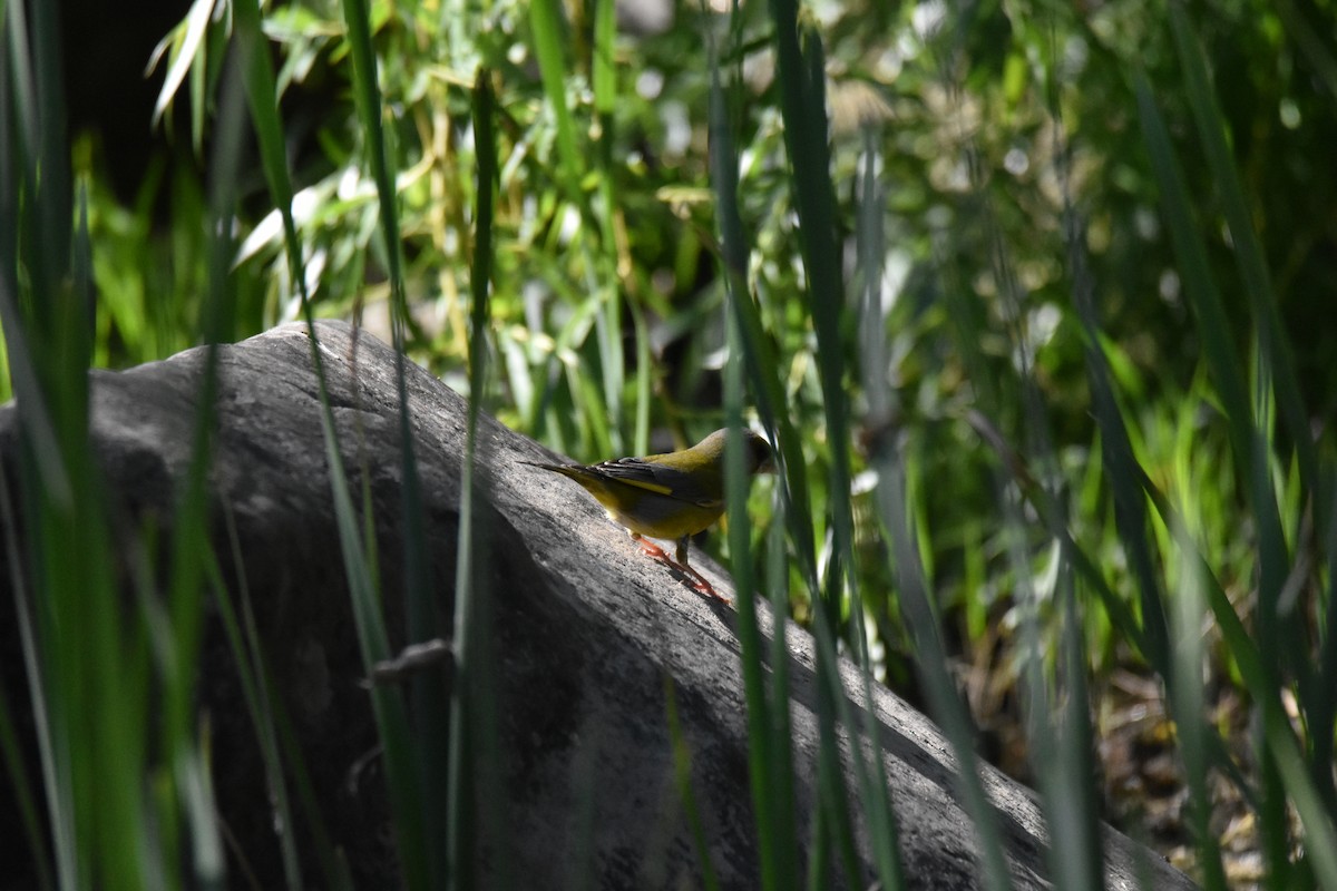 European Greenfinch - ML563532091