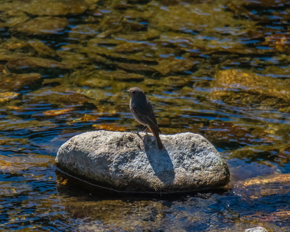 Black Redstart - ML563532341