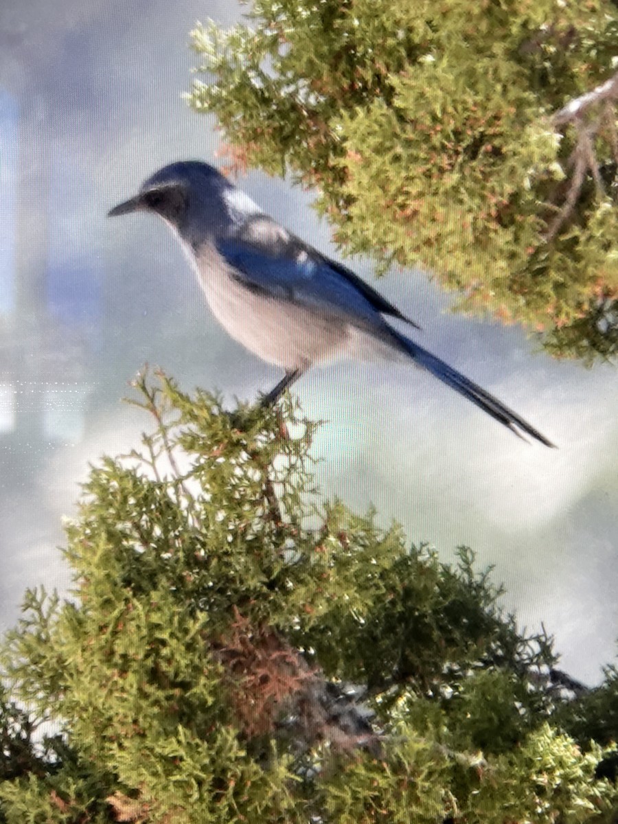 Woodhouse's Scrub-Jay - ML563532971