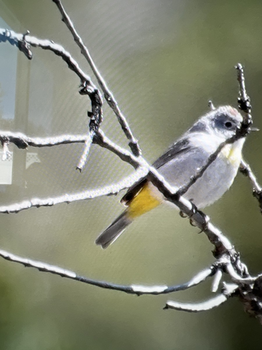 Virginia's Warbler - ML563533321