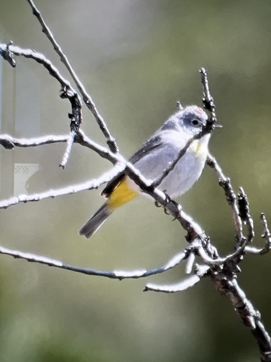 Virginia's Warbler - ML563533331