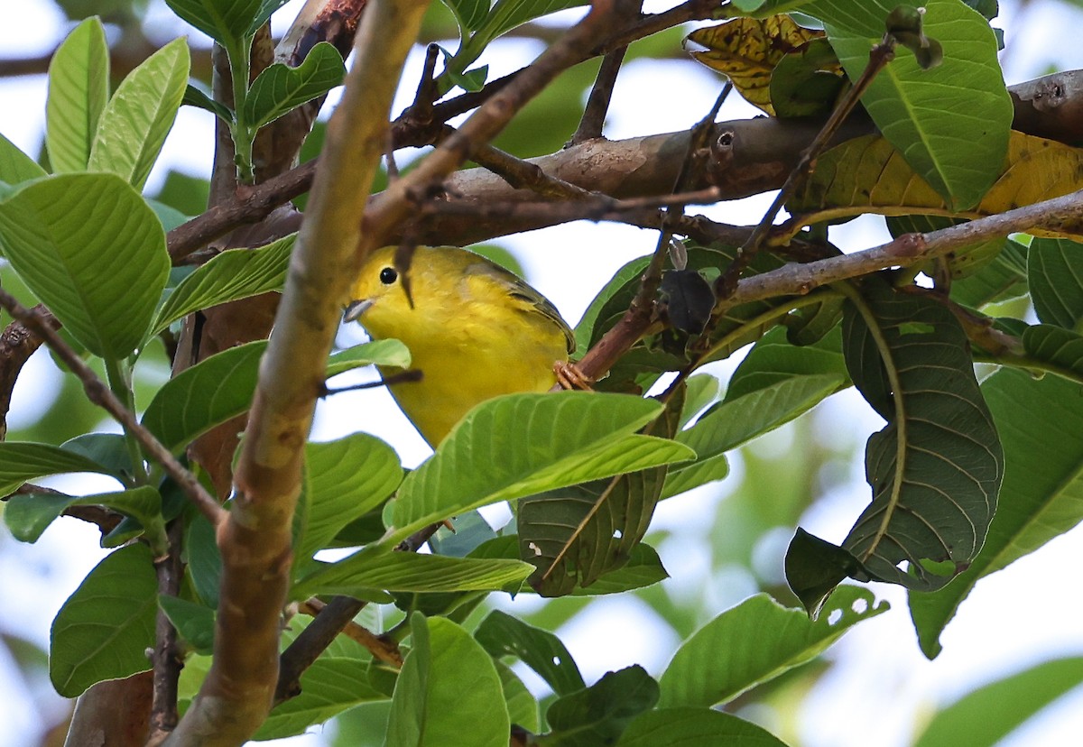 Yellow Warbler - ML563533351