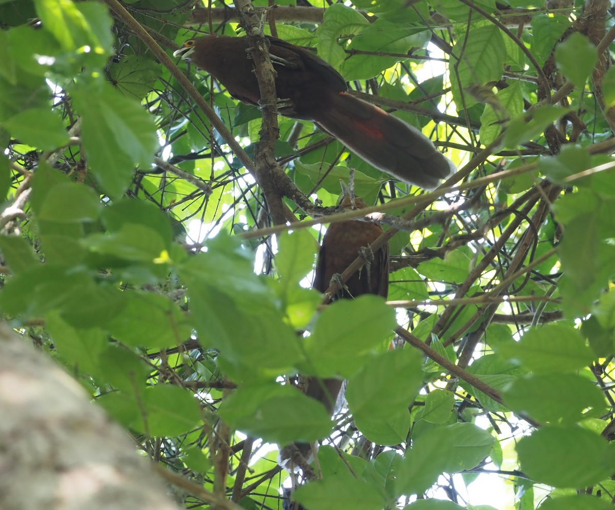 Rufous Coucal - ML563533581