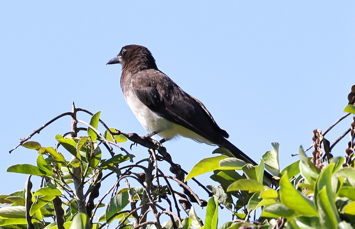 Brown Jay - ML563533611