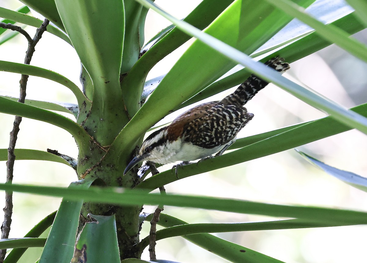 Rufous-naped Wren - ML563533701