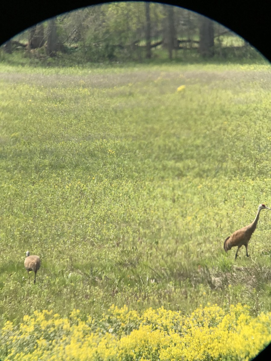 Sandhill Crane - ML563533781