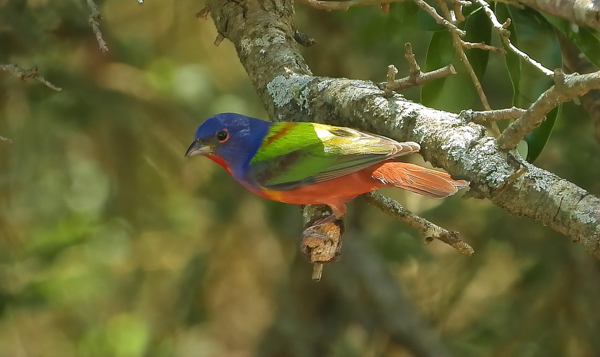 Painted Bunting - ML563534161
