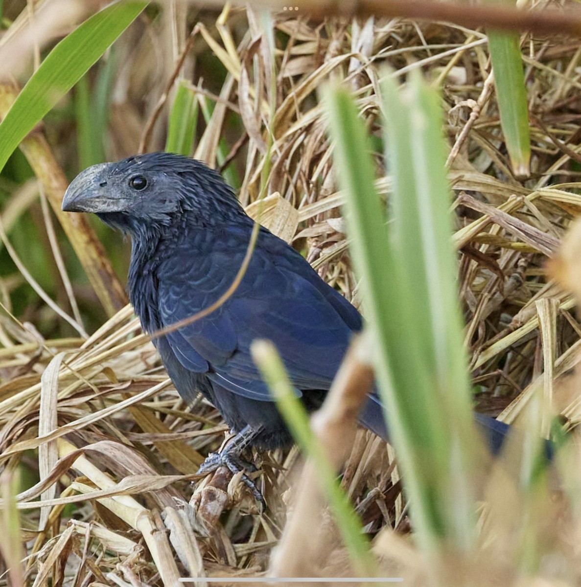 Groove-billed Ani - ML563534681