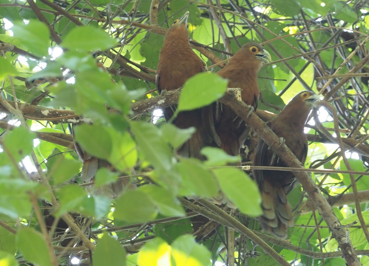 Rufous Coucal - ML563535961