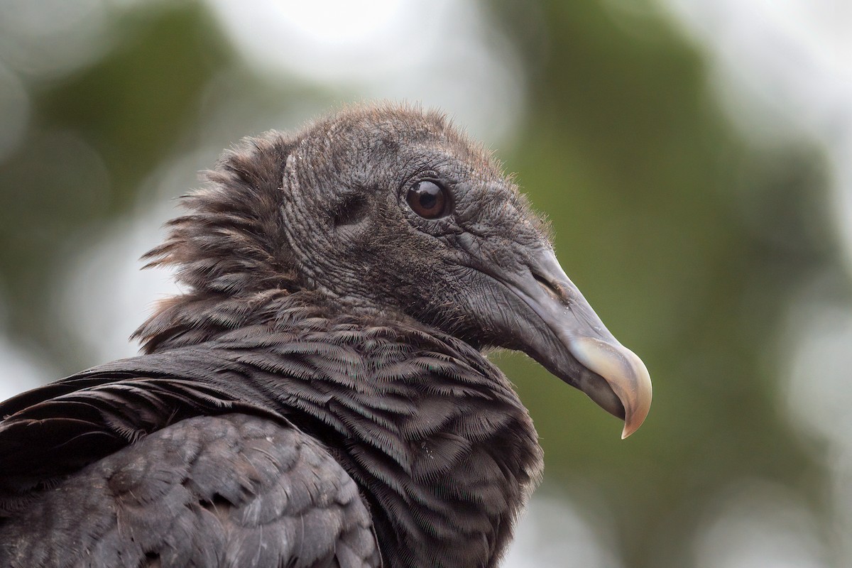 Black Vulture - ML563536571