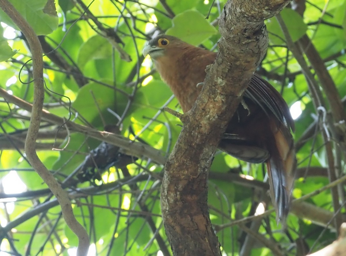 Rufous Coucal - ML563536591