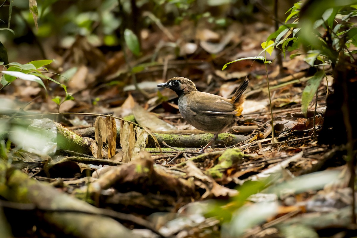 Black-faced Antthrush - ML563536981