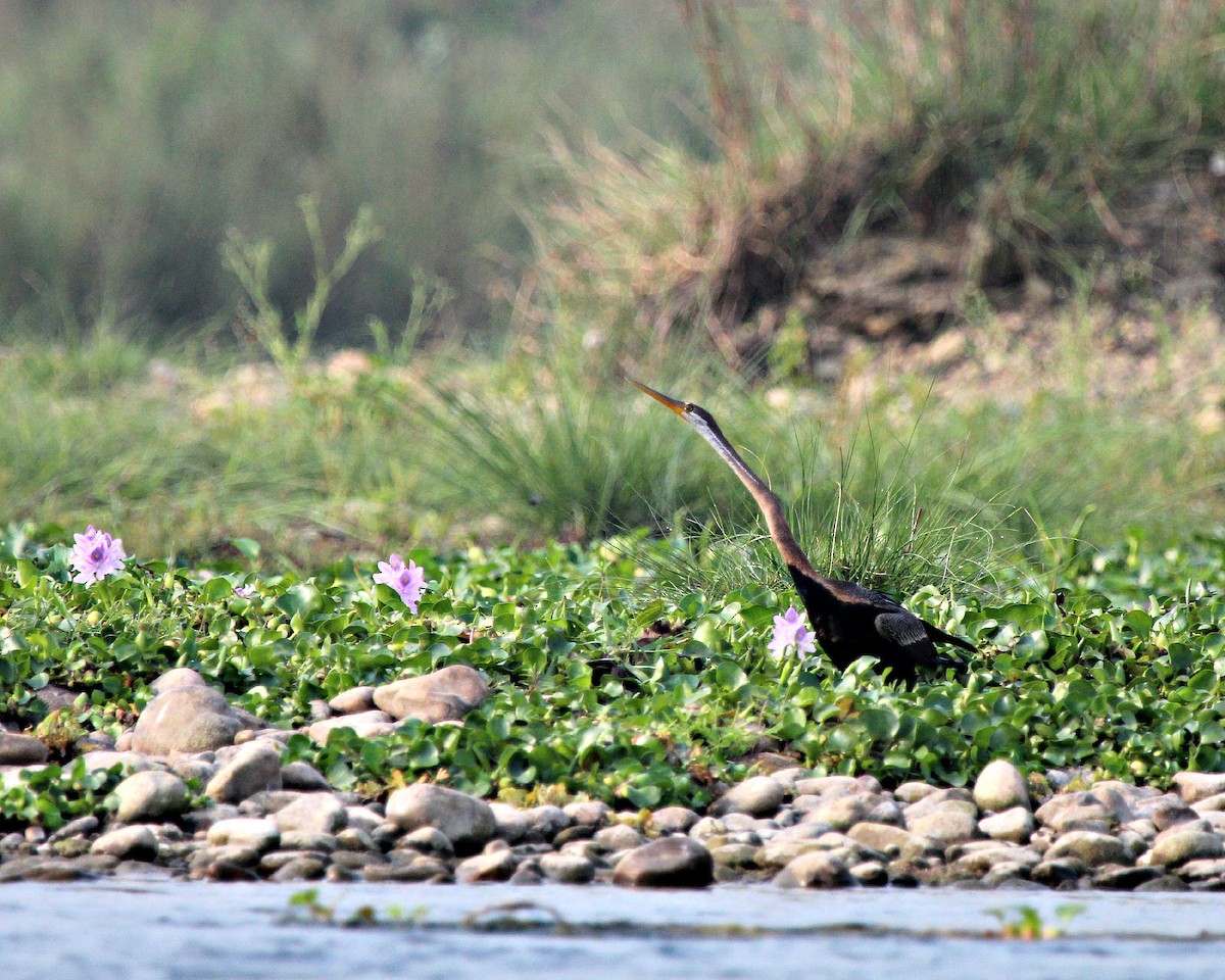 Oriental Darter - ML56354171