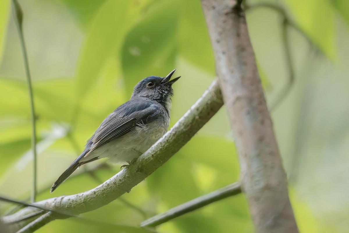 Hainan Blue Flycatcher - ML563542091