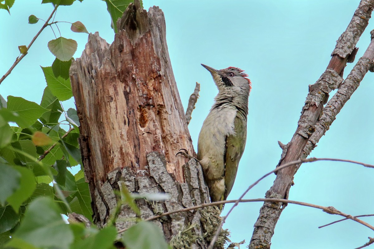 Iberian Green Woodpecker - ML563542181