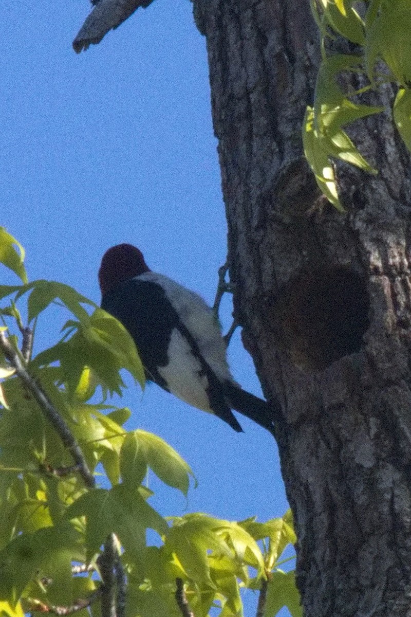 Red-headed Woodpecker - ML563543571