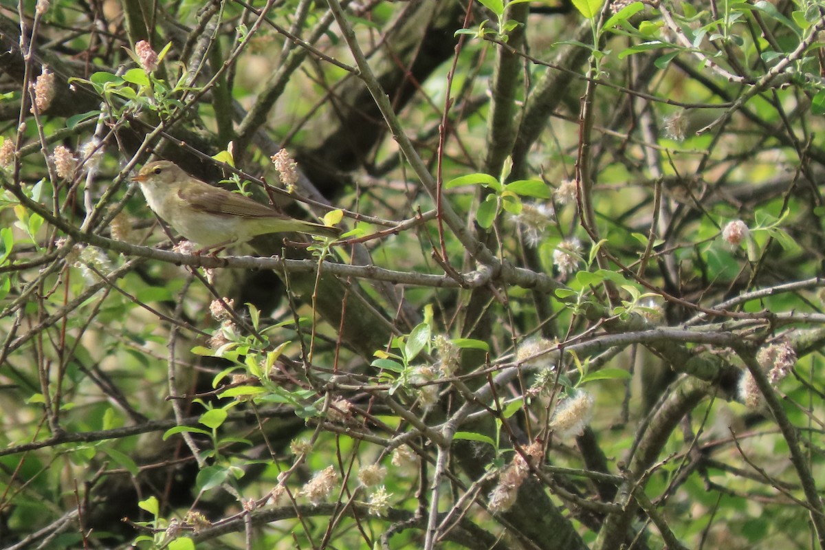 Iberian Chiffchaff - ML563545271