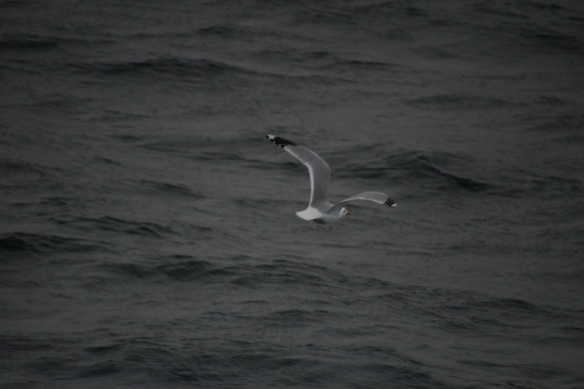 Common Gull - ML563546321