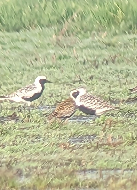 Pacific Golden-Plover - Kilian White